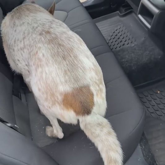 Protector de Asiento de Coches Para Perros